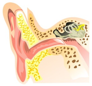 inner ears
